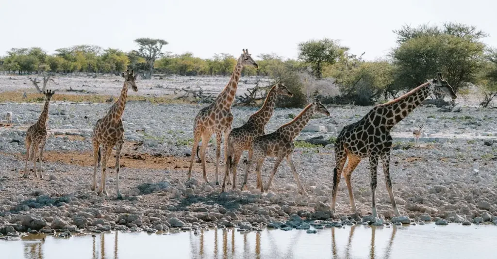 Giraffen woonaccessoires