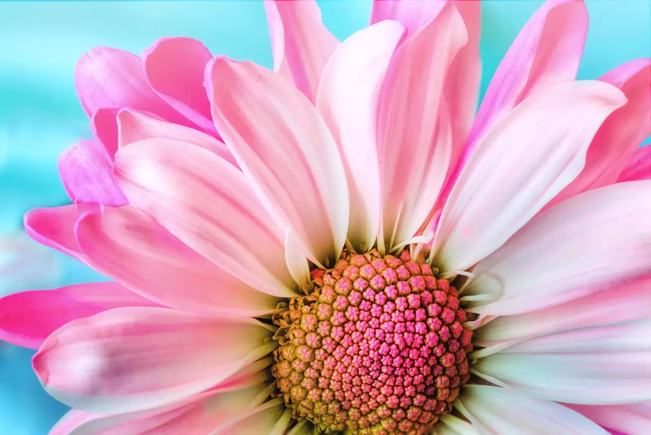 Licht roze woonaccessoires
