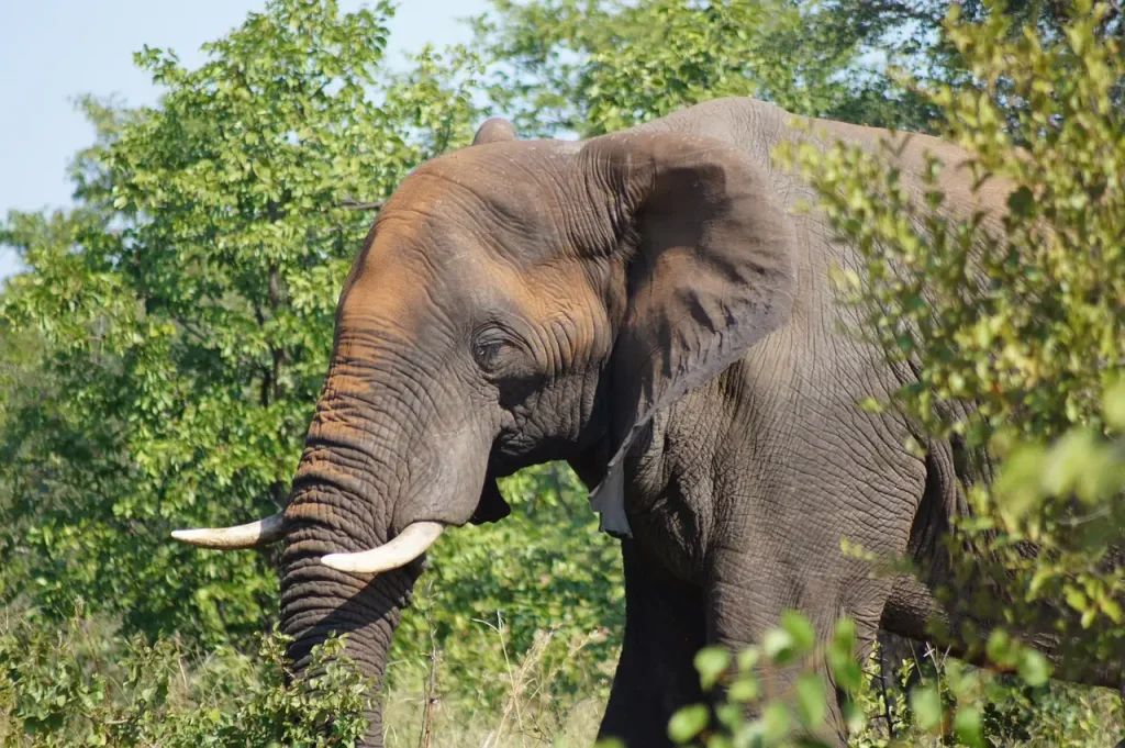 Olifant woonaccessoires