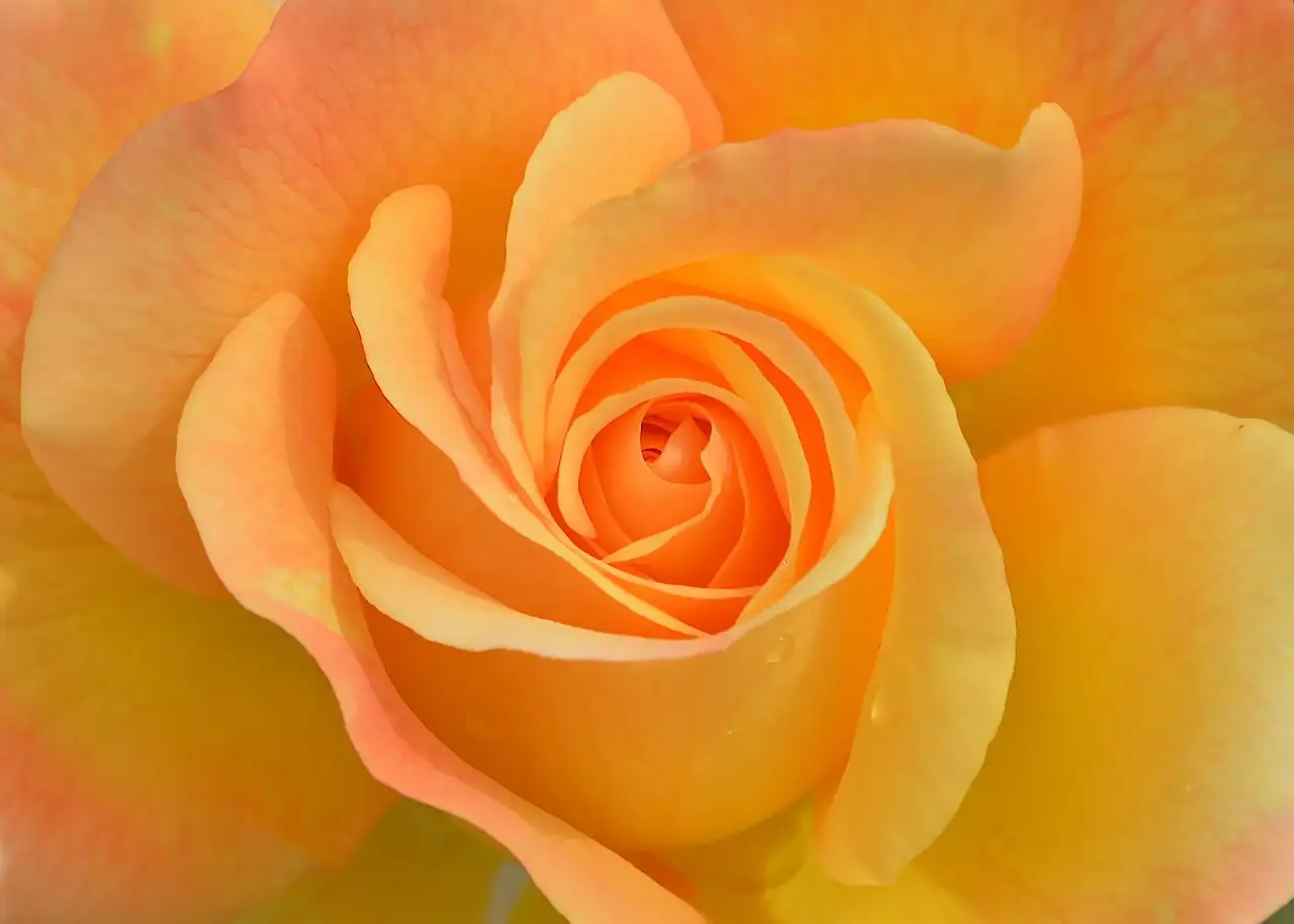 Oranje woonaccessoires