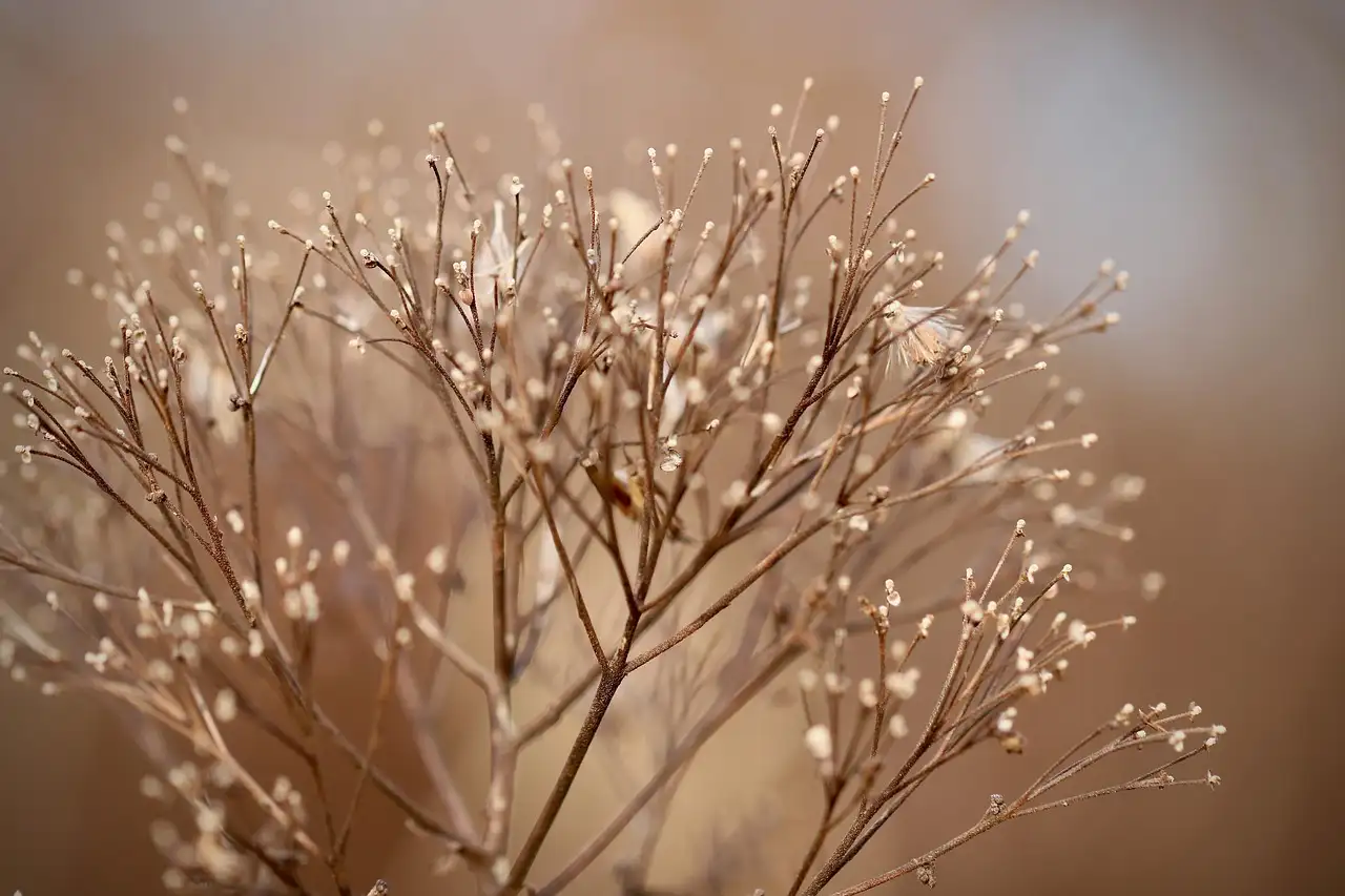 Woonaccessoires droogbloemen