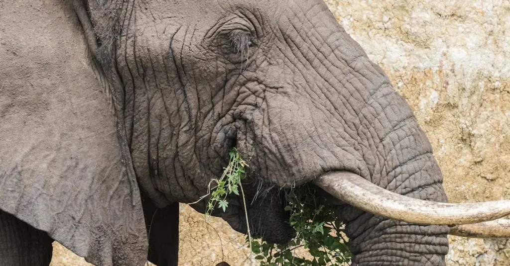 Woonaccessoires olifant